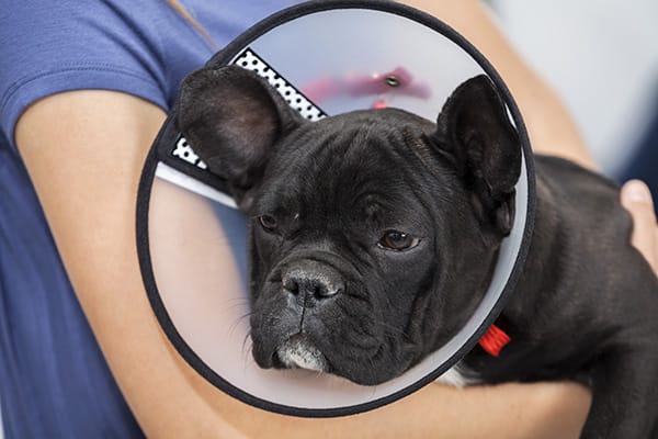 Tips for caring for your pet after they have surgery, from your North Asheville vet