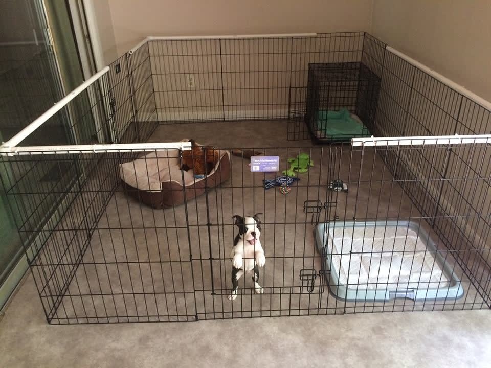 Safe area for puppy to learn to be alone, AHNA