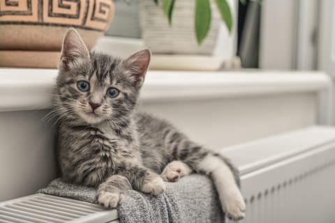 when should you get a kitten fixed
